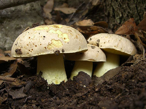 Boletus impolitus Boletus impolitus
