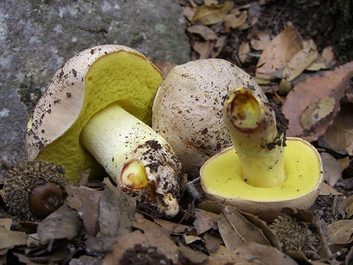 Boletus impolitus Boletus impolitus