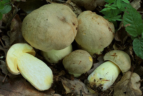 Boletus impolitus Boletus impolitus