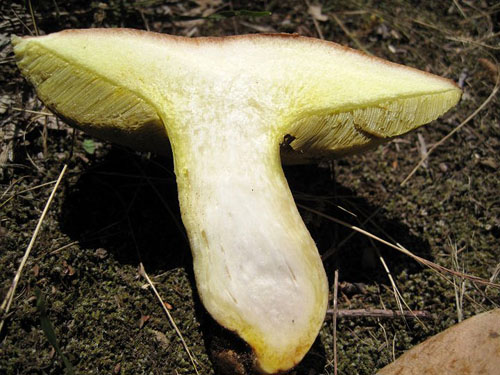 Boletus impolitus Boletus impolitus