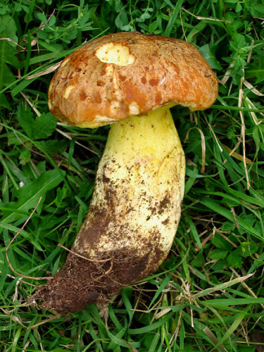 Boletus impolitus Boletus impolitus