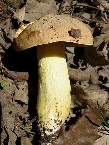 Boletus impolitus Boletus impolitus