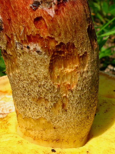Boletus impolitus Boletus impolitus