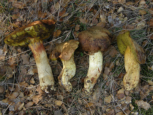 Boletus impolitus Boletus impolitus