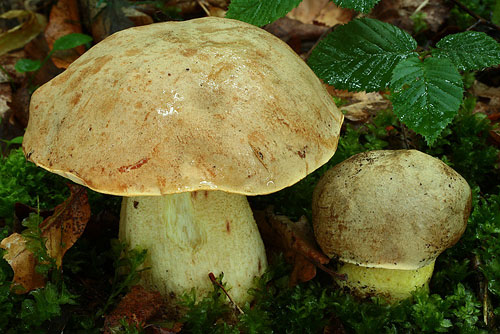 Boletus impolitus Boletus impolitus