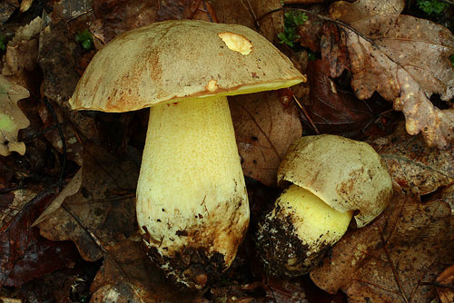 Boletus impolitus Boletus impolitus
