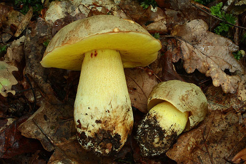 Boletus impolitus Boletus impolitus