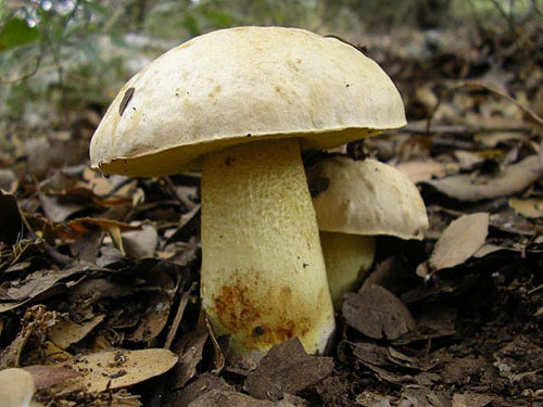 Boletus impolitus Boletus impolitus