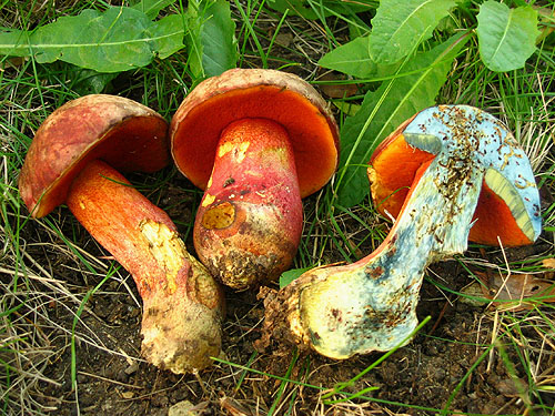 Boletus legaliae Boletus legaliae