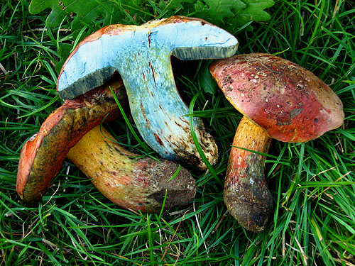 Boletus legaliae Boletus legaliae