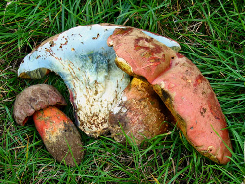Boletus legaliae Boletus legaliae