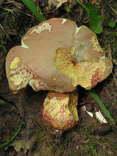Boletus legaliae Boletus legaliae