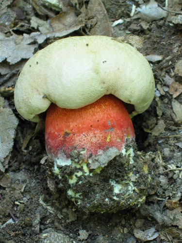 Boletus legaliae Boletus legaliae