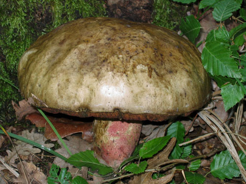 Boletus legaliae Boletus legaliae