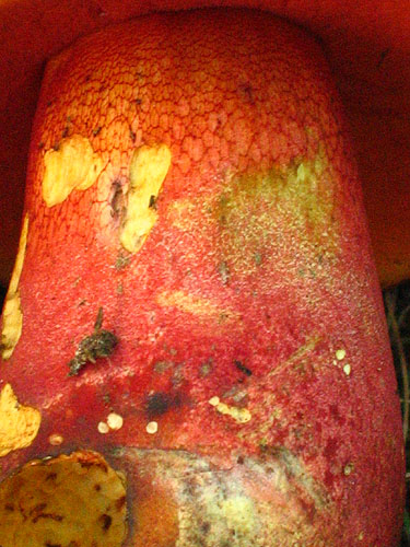 Boletus legaliae Boletus legaliae