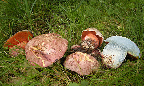 Boletus legaliae Boletus legaliae