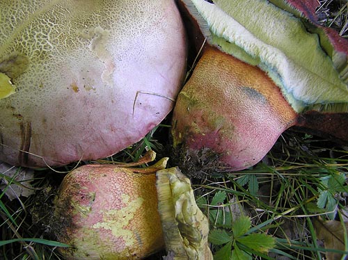 Boletus legaliae Boletus legaliae