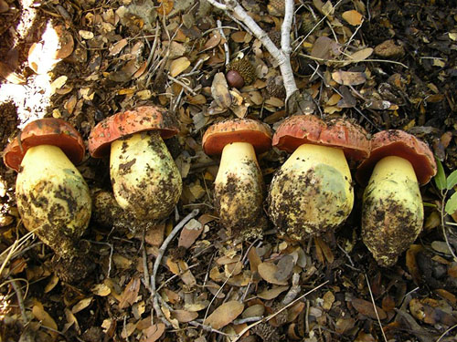 Boletus lupinus Boletus lupinus