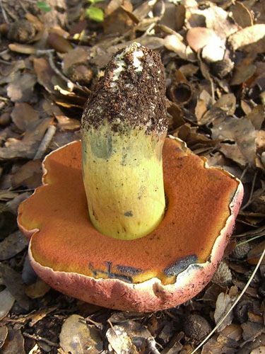 Boletus lupinus Boletus lupinus