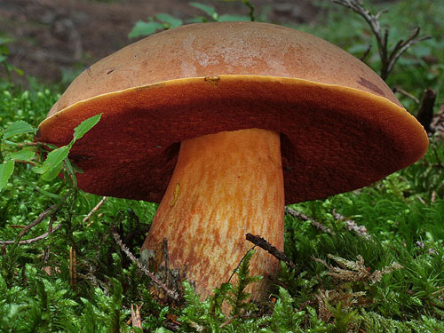 Boletus luridiformis Boletus luridiformis