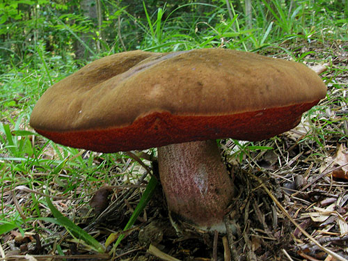 Boletus luridiformis var. luridiformis Boletus luridiformis var. luridiformis