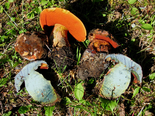 Boletus luridiformis var. luridiformis Boletus luridiformis var. luridiformis