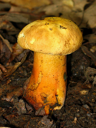 Boletus luridiformis var. discolor Boletus luridiformis var. discolor