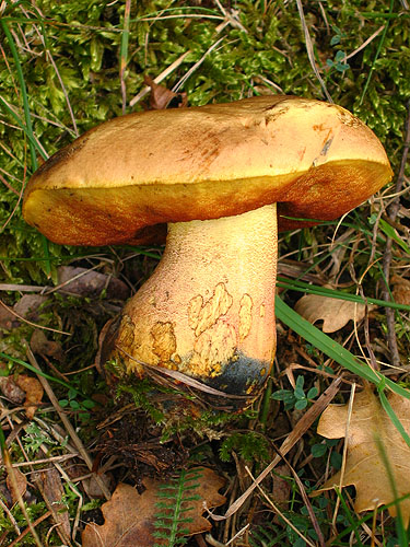 Boletus luridiformis var. discolor Boletus luridiformis var. discolor
