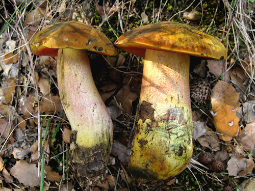 Boletus luridiformis Boletus luridiformis