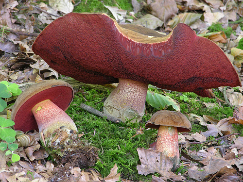 Boletus luridiformis Boletus luridiformis