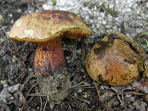 Boletus luridus Boletus luridus