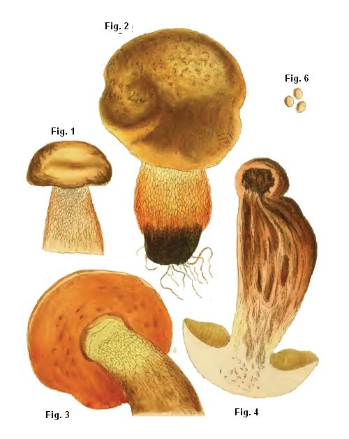 Boletus luridus Boletus luridus
