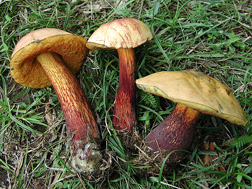 Boletus luridus Boletus luridus