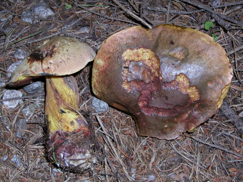 Boletus luridus Boletus luridus