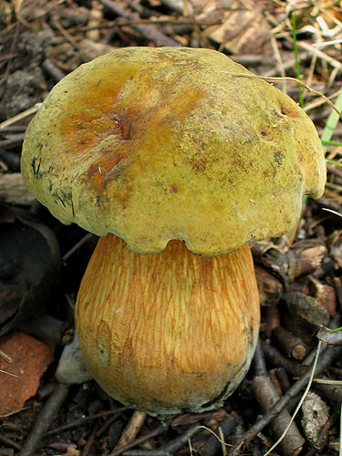 Boletus luridus Boletus luridus