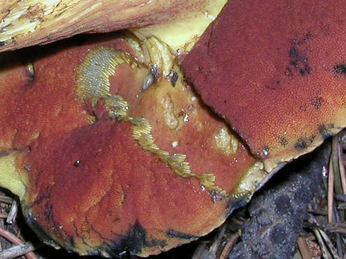 Boletus luridus Boletus luridus