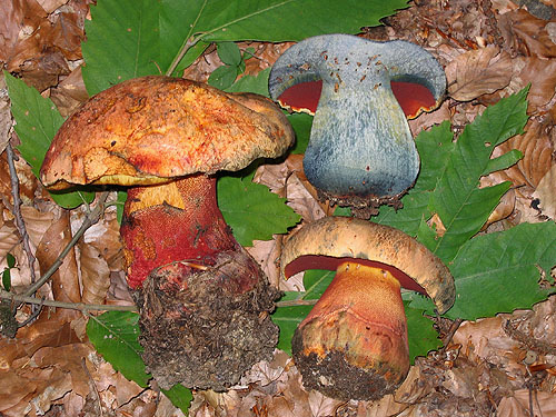 Boletus luteocupreus Boletus luteocupreus