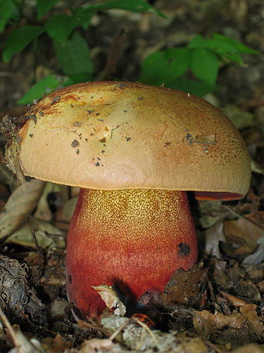 Boletus luteocupreus Boletus luteocupreus