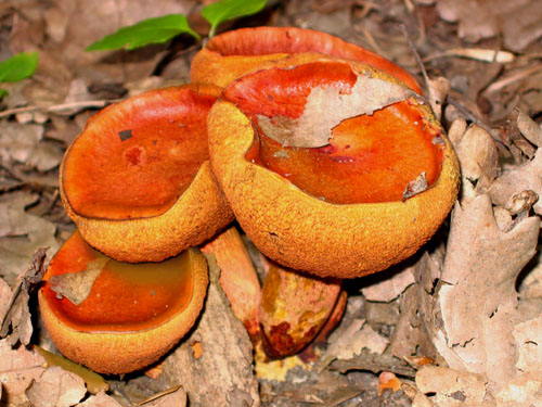Boletus permagnificus Boletus permagnificus