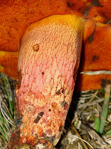 Boletus permagnificus Boletus permagnificus