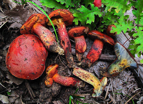 Boletus permagnificus Boletus permagnificus