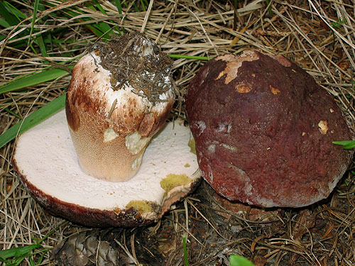 Boletus pinophilus Boletus pinophilus