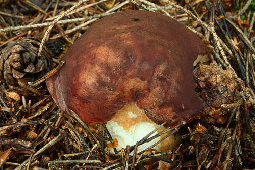 Boletus pinophilus Boletus pinophilus