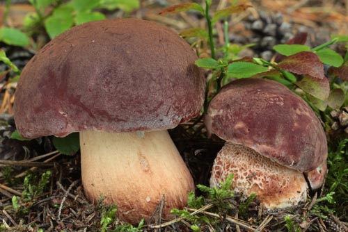 Boletus pinophilus Boletus pinophilus