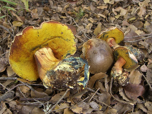 Boletus poikilochromus Boletus poikilochromus