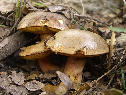 Boletus poikilochromus Boletus poikilochromus