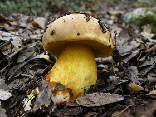 Boletus poikilochromus Boletus poikilochromus