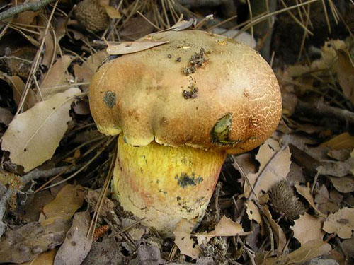 Boletus poikilochromus Boletus poikilochromus