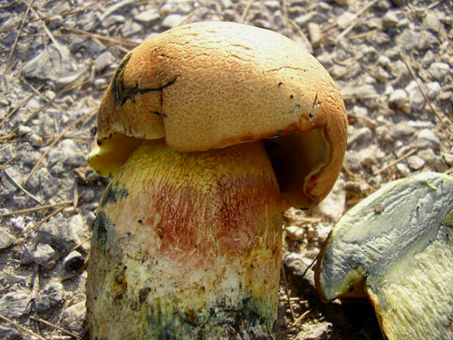 Boletus poikilochromus Boletus poikilochromus