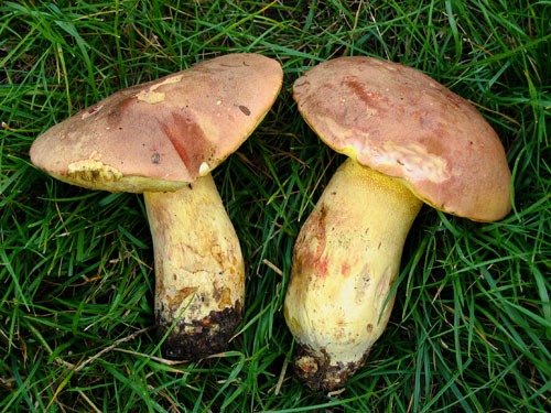 Boletus pseudoregius Boletus pseudoregius